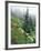 Indian Paintbrush and Cow Parsnip, Olympic National Park, Washington, USA-Adam Jones-Framed Photographic Print