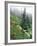 Indian Paintbrush and Cow Parsnip, Olympic National Park, Washington, USA-Adam Jones-Framed Photographic Print