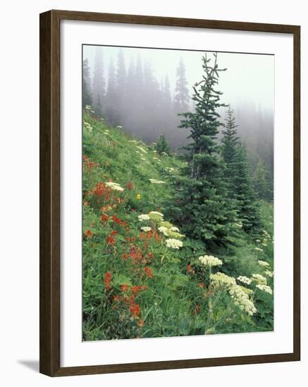 Indian Paintbrush and Cow Parsnip, Olympic National Park, Washington, USA-Adam Jones-Framed Photographic Print