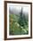 Indian Paintbrush and Cow Parsnip, Olympic National Park, Washington, USA-Adam Jones-Framed Photographic Print