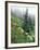 Indian Paintbrush and Cow Parsnip, Olympic National Park, Washington, USA-Adam Jones-Framed Photographic Print