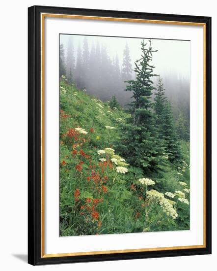 Indian Paintbrush and Cow Parsnip, Olympic National Park, Washington, USA-Adam Jones-Framed Photographic Print