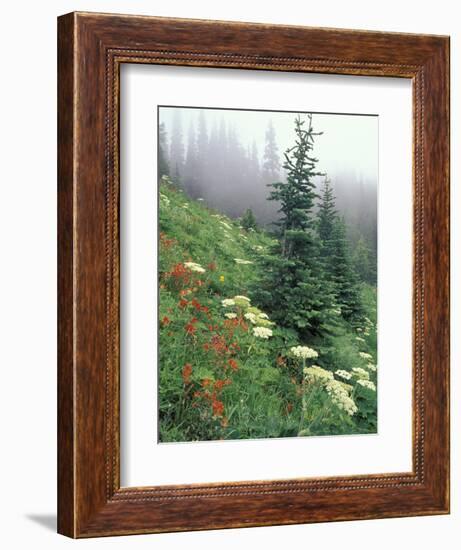 Indian Paintbrush and Cow Parsnip, Olympic National Park, Washington, USA-Adam Jones-Framed Photographic Print