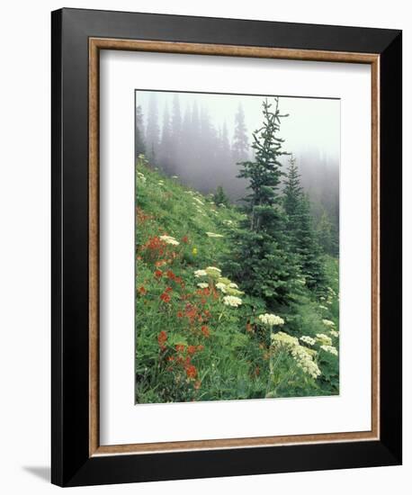 Indian Paintbrush and Cow Parsnip, Olympic National Park, Washington, USA-Adam Jones-Framed Photographic Print