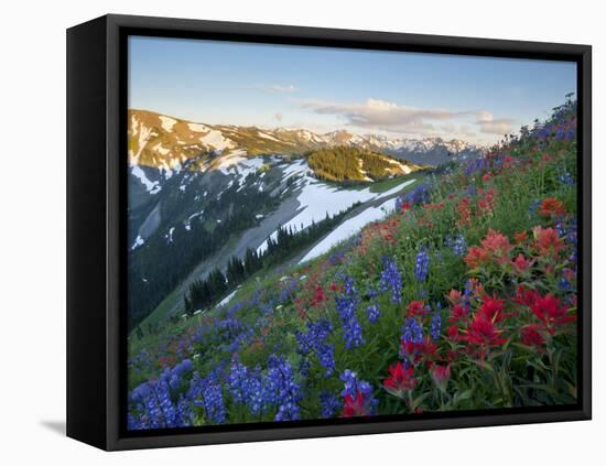 Indian Paintbrush and Lupine, Olympic National Park, Washington, USA-Gary Luhm-Framed Premier Image Canvas