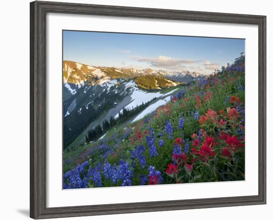 Indian Paintbrush and Lupine, Olympic National Park, Washington, USA-Gary Luhm-Framed Photographic Print