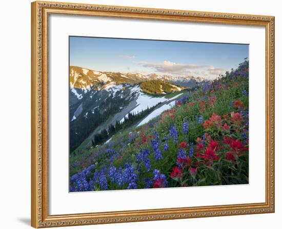 Indian Paintbrush and Lupine, Olympic National Park, Washington, USA-Gary Luhm-Framed Photographic Print