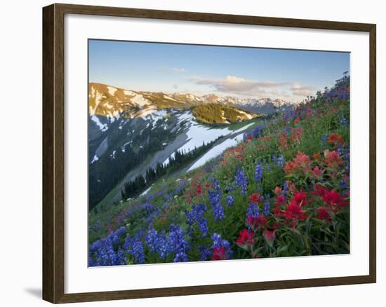 Indian Paintbrush and Lupine, Olympic National Park, Washington, USA-Gary Luhm-Framed Photographic Print