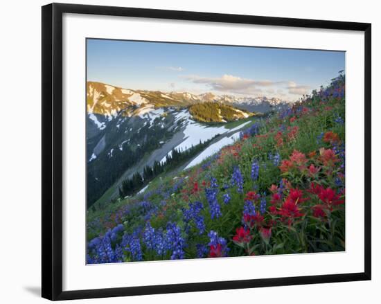 Indian Paintbrush and Lupine, Olympic National Park, Washington, USA-Gary Luhm-Framed Photographic Print