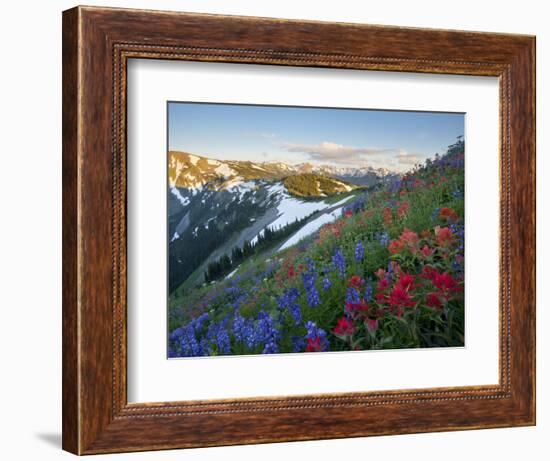 Indian Paintbrush and Lupine, Olympic National Park, Washington, USA-Gary Luhm-Framed Photographic Print