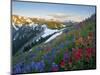 Indian Paintbrush and Lupine, Olympic National Park, Washington, USA-Gary Luhm-Mounted Photographic Print