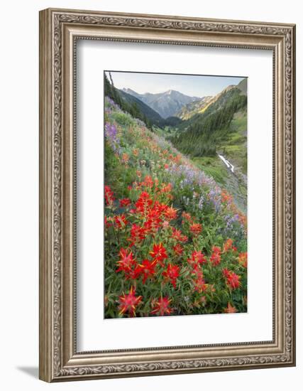 Indian Paintbrush and Western Sweet Broom Wildflowers Above Badger Valley-Gary Luhm-Framed Photographic Print