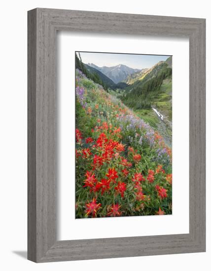 Indian Paintbrush and Western Sweet Broom Wildflowers Above Badger Valley-Gary Luhm-Framed Photographic Print