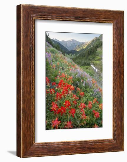 Indian Paintbrush and Western Sweet Broom Wildflowers Above Badger Valley-Gary Luhm-Framed Photographic Print