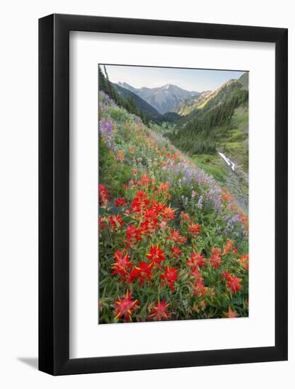 Indian Paintbrush and Western Sweet Broom Wildflowers Above Badger Valley-Gary Luhm-Framed Photographic Print