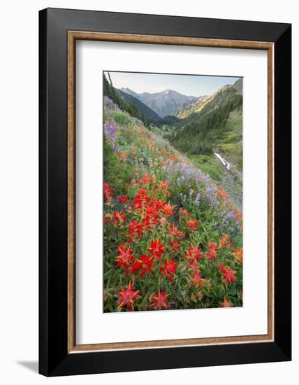 Indian Paintbrush and Western Sweet Broom Wildflowers Above Badger Valley-Gary Luhm-Framed Photographic Print