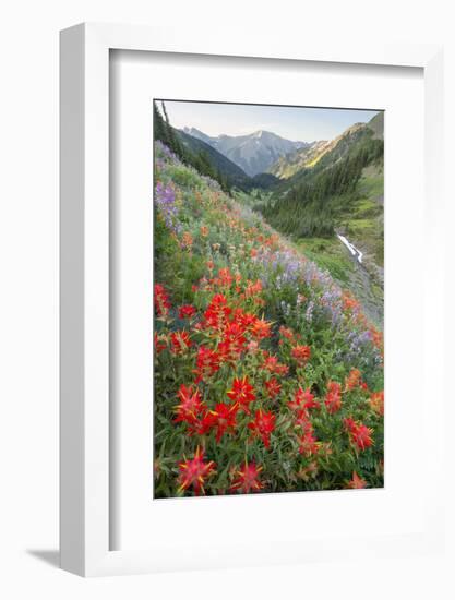 Indian Paintbrush and Western Sweet Broom Wildflowers Above Badger Valley-Gary Luhm-Framed Photographic Print