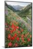 Indian Paintbrush and Western Sweet Broom Wildflowers Above Badger Valley-Gary Luhm-Mounted Photographic Print