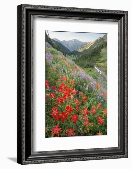 Indian Paintbrush and Western Sweet Broom Wildflowers Above Badger Valley-Gary Luhm-Framed Photographic Print