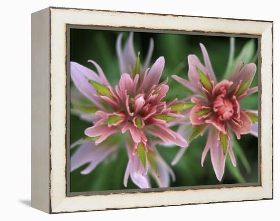 Indian Paintbrush, Banff National Park, Alberta, Canada-Rob Tilley-Framed Premier Image Canvas