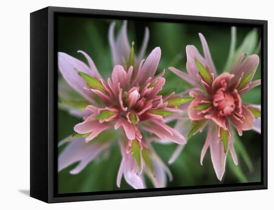 Indian Paintbrush, Banff National Park, Alberta, Canada-Rob Tilley-Framed Premier Image Canvas