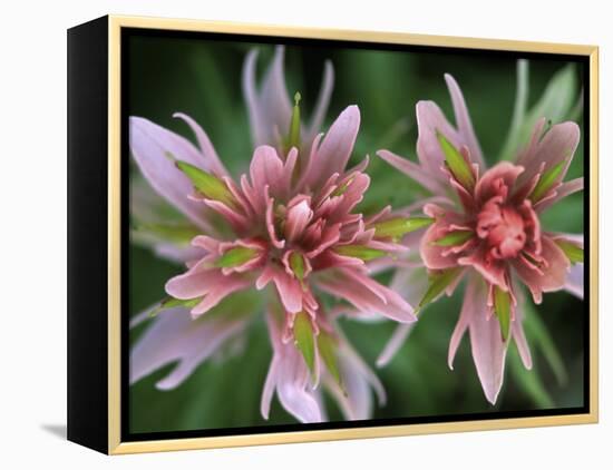 Indian Paintbrush, Banff National Park, Alberta, Canada-Rob Tilley-Framed Premier Image Canvas