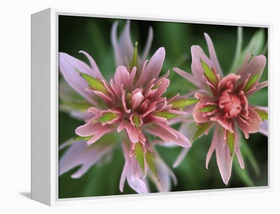 Indian Paintbrush, Banff National Park, Alberta, Canada-Rob Tilley-Framed Premier Image Canvas