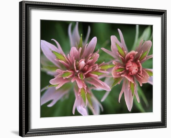 Indian Paintbrush, Banff National Park, Alberta, Canada-Rob Tilley-Framed Photographic Print