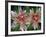 Indian Paintbrush, Banff National Park, Alberta, Canada-Rob Tilley-Framed Photographic Print