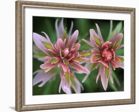 Indian Paintbrush, Banff National Park, Alberta, Canada-Rob Tilley-Framed Photographic Print