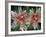 Indian Paintbrush, Banff National Park, Alberta, Canada-Rob Tilley-Framed Photographic Print