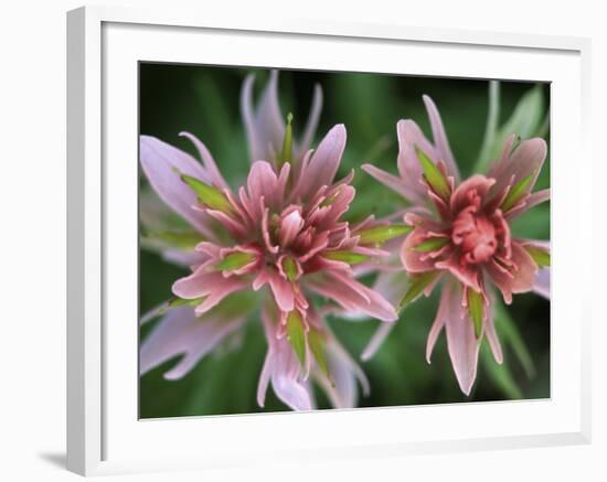 Indian Paintbrush, Banff National Park, Alberta, Canada-Rob Tilley-Framed Photographic Print