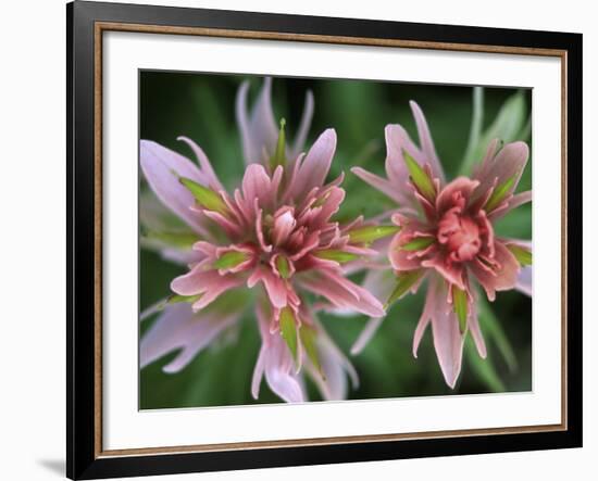 Indian Paintbrush, Banff National Park, Alberta, Canada-Rob Tilley-Framed Photographic Print