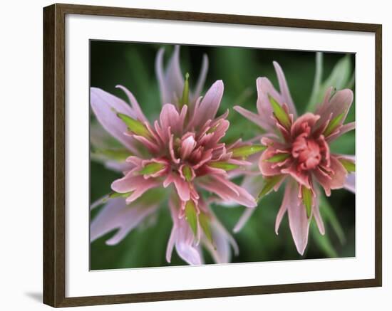 Indian Paintbrush, Banff National Park, Alberta, Canada-Rob Tilley-Framed Photographic Print