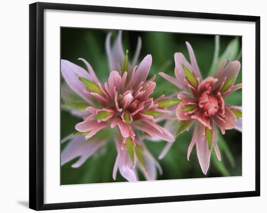 Indian Paintbrush, Banff National Park, Alberta, Canada-Rob Tilley-Framed Photographic Print