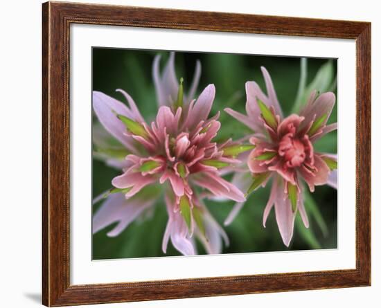 Indian Paintbrush, Banff National Park, Alberta, Canada-Rob Tilley-Framed Photographic Print