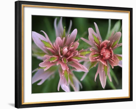 Indian Paintbrush, Banff National Park, Alberta, Canada-Rob Tilley-Framed Photographic Print