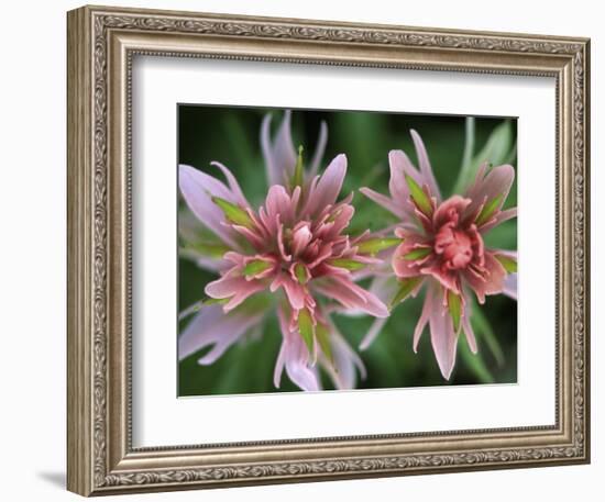 Indian Paintbrush, Banff National Park, Alberta, Canada-Rob Tilley-Framed Photographic Print