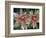 Indian Paintbrush, Banff National Park, Alberta, Canada-Rob Tilley-Framed Photographic Print