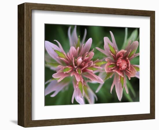 Indian Paintbrush, Banff National Park, Alberta, Canada-Rob Tilley-Framed Photographic Print