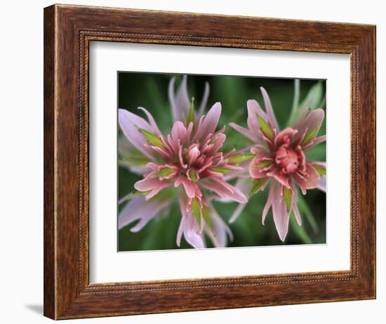 Indian Paintbrush, Banff National Park, Alberta, Canada-Rob Tilley-Framed Photographic Print