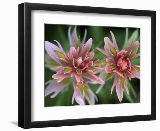 Indian Paintbrush, Banff National Park, Alberta, Canada-Rob Tilley-Framed Photographic Print