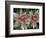 Indian Paintbrush, Banff National Park, Alberta, Canada-Rob Tilley-Framed Photographic Print