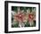 Indian Paintbrush, Banff National Park, Alberta, Canada-Rob Tilley-Framed Photographic Print