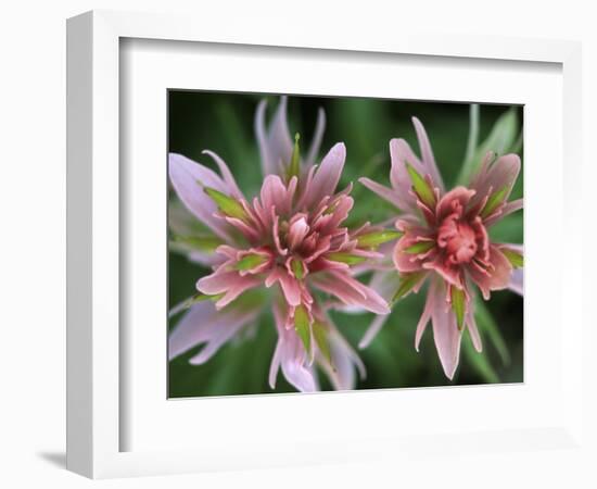 Indian Paintbrush, Banff National Park, Alberta, Canada-Rob Tilley-Framed Photographic Print