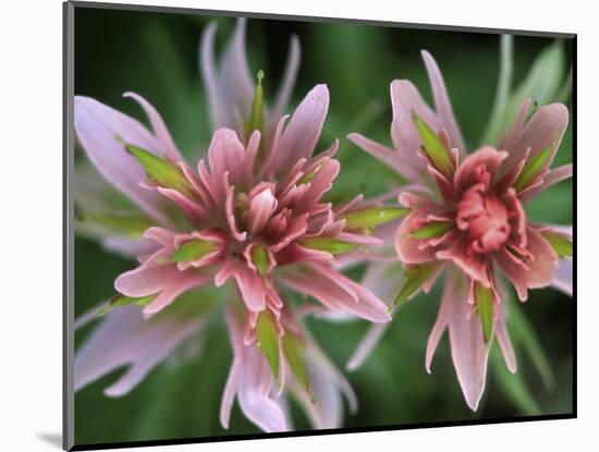 Indian Paintbrush, Banff National Park, Alberta, Canada-Rob Tilley-Mounted Photographic Print