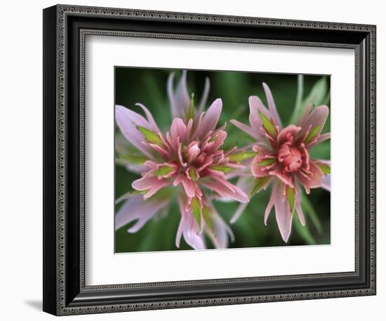 Indian Paintbrush, Banff National Park, Alberta, Canada-Rob Tilley-Framed Photographic Print