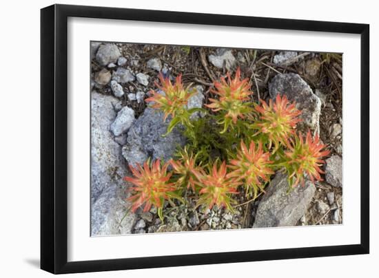 Indian Paintbrush (Castilleja Applegatei)-Bob Gibbons-Framed Photographic Print