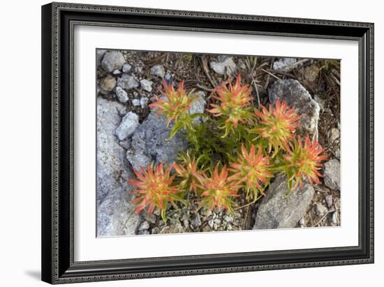 Indian Paintbrush (Castilleja Applegatei)-Bob Gibbons-Framed Photographic Print