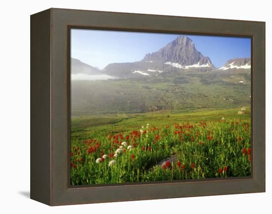 Indian Paintbrush in the Fog at Logan Pass in Glacier National Park, Montana, USA-Chuck Haney-Framed Premier Image Canvas